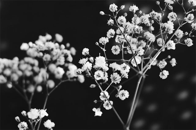 красивые черно белые фотографии