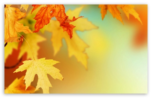 Yellow Autumn Leaves, Macro
