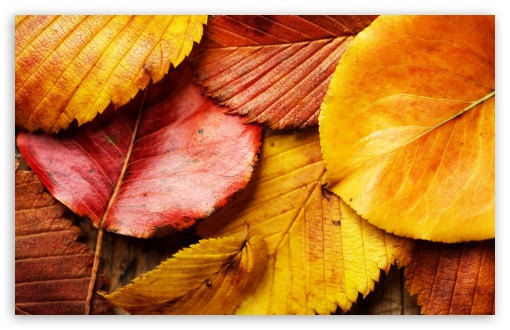 Beautiful Autumn Leaves