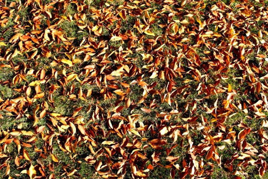 Fall Leaves on Grass Texture