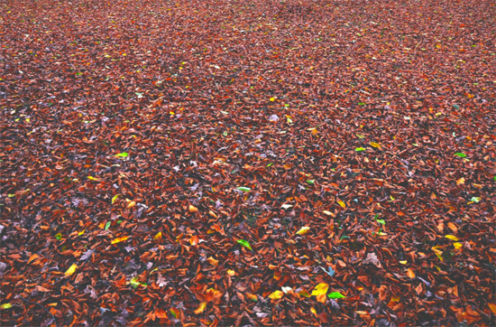 Carpet Leaves