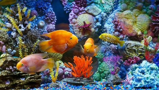 Aquarium Fish and Corals