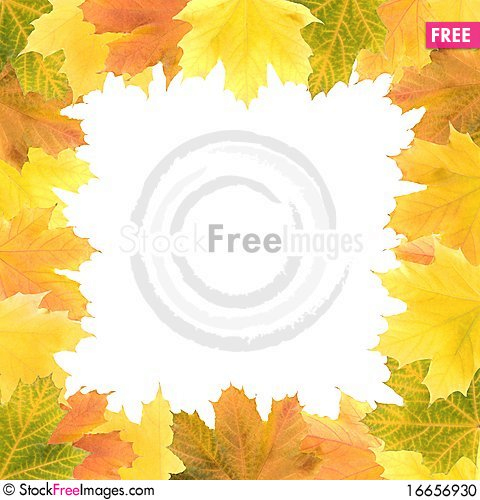 Square Frame Of Maple Leaves