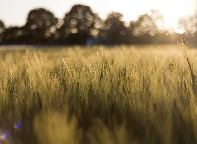 Wheatfield in the Sunshine