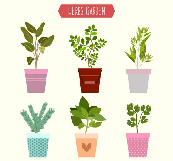 Herbs Garden