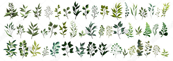 Collection of Plant Forest Herbs