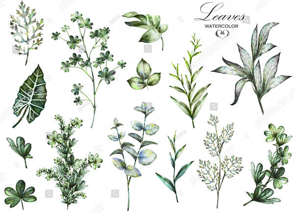 Big Set Watercolor Herbs and Leaf