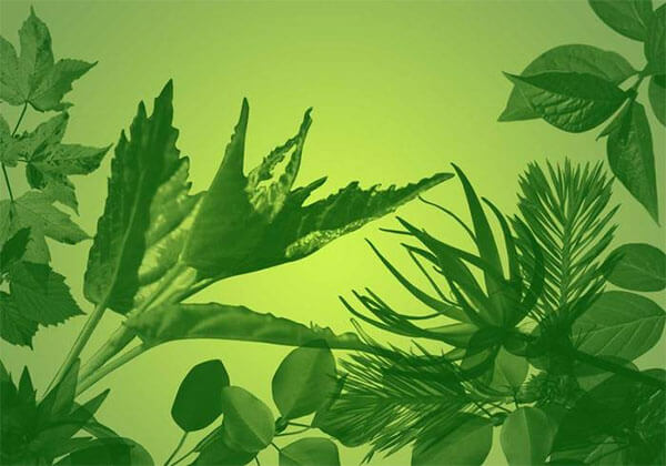 32 Ultra Photoshop Quality Leaf Brushes